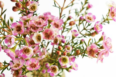 Avustralya yerlisi yabani çiçek pastel pembe Geraldton balmumu bukalemuncinatum beyaz arka planda izole edilmiş, mor çiçekli arka plan, düğün süslemesi, ilkbahar, botanik