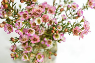 Avustralya yerlisi yabani çiçek pastel pembe Geraldton balmumu bukalemuncinatum beyaz arka planda izole edilmiş, mor çiçekli arka plan, düğün süslemesi, ilkbahar, botanik