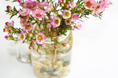 Avustralya yerlisi yabani çiçek pastel pembe Geraldton balmumu bukalemuncinatum beyaz arka planda izole edilmiş, mor çiçekli arka plan, düğün süslemesi, ilkbahar, botanik