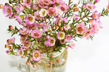 Avustralya yerlisi yabani çiçek pastel pembe Geraldton balmumu bukalemuncinatum beyaz arka planda izole edilmiş, mor çiçekli arka plan, düğün süslemesi, ilkbahar, botanik