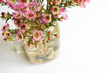 Avustralya yerlisi yabani çiçek pastel pembe Geraldton balmumu bukalemuncinatum beyaz arka planda izole edilmiş, mor çiçekli arka plan, düğün süslemesi, ilkbahar, botanik