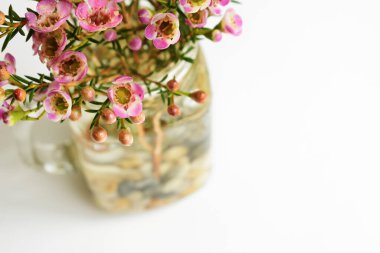 Avustralya yerlisi yabani çiçek pastel pembe Geraldton balmumu bukalemuncinatum beyaz arka planda izole edilmiş, mor çiçekli arka plan, düğün süslemesi, ilkbahar, botanik