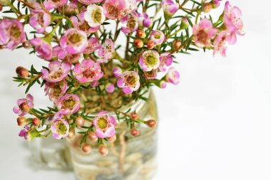 Avustralya yerlisi yabani çiçek pastel pembe Geraldton balmumu bukalemuncinatum beyaz arka planda izole edilmiş, mor çiçekli arka plan, düğün süslemesi, ilkbahar, botanik