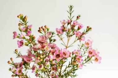 Avustralya yerlisi yabani çiçek pastel pembe Geraldton balmumu bukalemuncinatum beyaz arka planda izole edilmiş, mor çiçekli arka plan, düğün süslemesi, ilkbahar, botanik