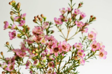 Avustralya yerlisi yabani çiçek pastel pembe Geraldton balmumu bukalemuncinatum beyaz arka planda izole edilmiş, mor çiçekli arka plan, düğün süslemesi, ilkbahar, botanik