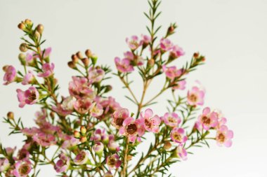 Avustralya yerlisi yabani çiçek pastel pembe Geraldton balmumu bukalemuncinatum beyaz arka planda izole edilmiş, mor çiçekli arka plan, düğün süslemesi, ilkbahar, botanik