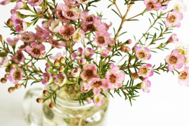 Avustralya yerlisi yabani çiçek pastel pembe Geraldton balmumu bukalemuncinatum beyaz arka planda izole edilmiş, mor çiçekli arka plan, düğün süslemesi, ilkbahar, botanik