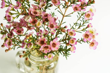 Avustralya yerlisi yabani çiçek pastel pembe Geraldton balmumu bukalemuncinatum beyaz arka planda izole edilmiş, mor çiçekli arka plan, düğün süslemesi, ilkbahar, botanik