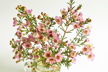 Avustralya yerlisi yabani çiçek pastel pembe Geraldton balmumu bukalemuncinatum beyaz arka planda izole edilmiş, mor çiçekli arka plan, düğün süslemesi, ilkbahar, botanik