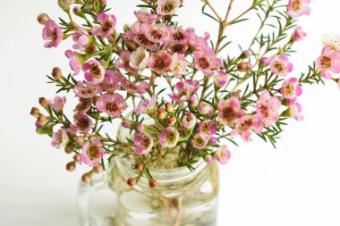 Avustralya yerlisi yabani çiçek pastel pembe Geraldton balmumu bukalemuncinatum beyaz arka planda izole edilmiş, mor çiçekli arka plan, düğün süslemesi, ilkbahar, botanik