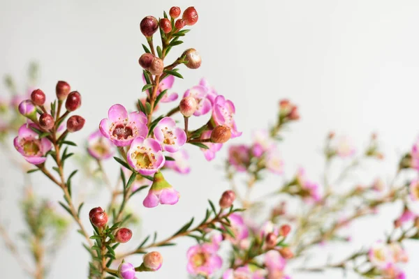 Avustralya yerlisi yabani çiçek pastel pembe Geraldton balmumu bukalemuncinatum beyaz arka planda izole edilmiş, mor çiçekli arka plan, düğün süslemesi, ilkbahar, botanik