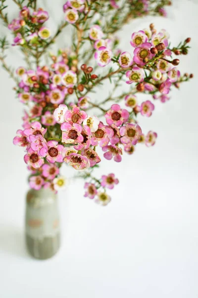 Australian native wild flower pastel pink Geraldton Wax chameleucium uncinatum isolated on white background, violet floral background, wedding decoration, springtime, botany