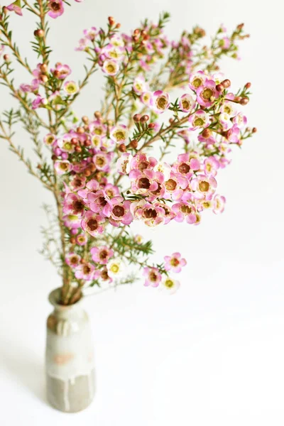 Avustralya yerlisi yabani çiçek pastel pembe Geraldton balmumu bukalemuncinatum beyaz arka planda izole edilmiş, mor çiçekli arka plan, düğün süslemesi, ilkbahar, botanik