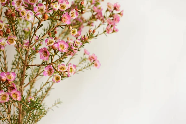 Avustralya yerlisi yabani çiçek pastel pembe Geraldton balmumu bukalemuncinatum beyaz arka planda izole edilmiş, mor çiçekli arka plan, düğün süslemesi, ilkbahar, botanik