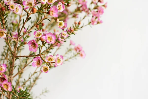 Avustralya yerlisi yabani çiçek pastel pembe Geraldton balmumu bukalemuncinatum beyaz arka planda izole edilmiş, mor çiçekli arka plan, düğün süslemesi, ilkbahar, botanik