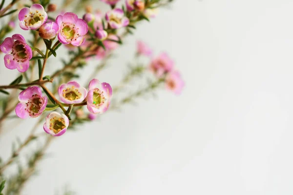 Australiano Nativo Fiore Selvatico Rosa Pastello Geraldton Cera Camaleonte Uncinatum — Foto Stock