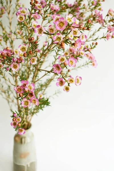 Avustralya yerlisi yabani çiçek pastel pembe Geraldton balmumu bukalemuncinatum beyaz arka planda izole edilmiş, mor çiçekli arka plan, düğün süslemesi, ilkbahar, botanik