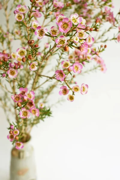 Avustralya yerlisi yabani çiçek pastel pembe Geraldton balmumu bukalemuncinatum beyaz arka planda izole edilmiş, mor çiçekli arka plan, düğün süslemesi, ilkbahar, botanik