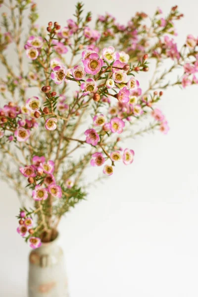 Australian native wild flower pastel pink Geraldton Wax chameleucium uncinatum isolated on white background, violet floral background, wedding decoration, springtime, botany