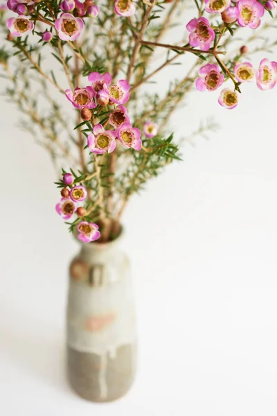 Avustralya yerlisi yabani çiçek pastel pembe Geraldton balmumu bukalemuncinatum beyaz arka planda izole edilmiş, mor çiçekli arka plan, düğün süslemesi, ilkbahar, botanik
