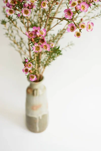 Australian native wild flower pastel pink Geraldton Wax chameleucium uncinatum isolated on white background, violet floral background, wedding decoration, springtime, botany