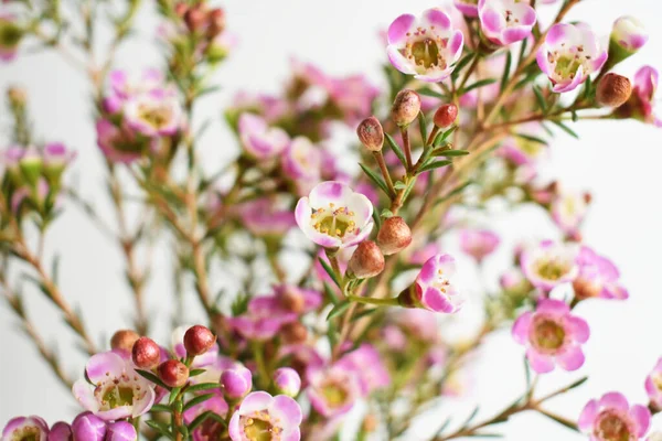 Avustralya yerlisi yabani çiçek pastel pembe Geraldton balmumu bukalemuncinatum beyaz arka planda izole edilmiş, mor çiçekli arka plan, düğün süslemesi, ilkbahar, botanik