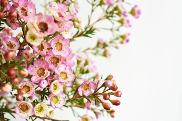 Avustralya yerlisi yabani çiçek pastel pembe Geraldton balmumu bukalemuncinatum beyaz arka planda izole edilmiş, mor çiçekli arka plan, düğün süslemesi, ilkbahar, botanik