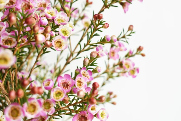 Avustralya yerlisi yabani çiçek pastel pembe Geraldton balmumu bukalemuncinatum beyaz arka planda izole edilmiş, mor çiçekli arka plan, düğün süslemesi, ilkbahar, botanik