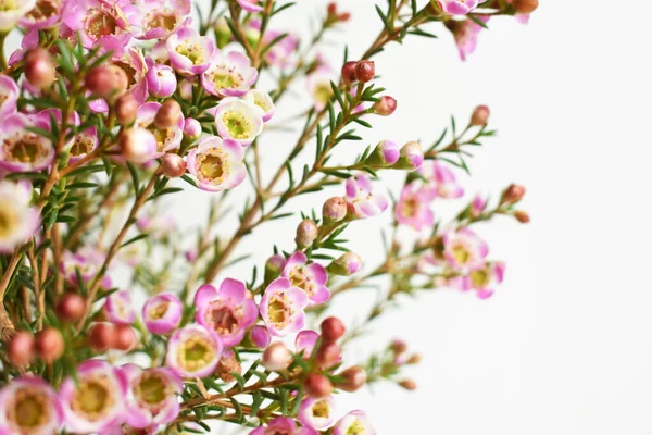 Avustralya yerlisi yabani çiçek pastel pembe Geraldton balmumu bukalemuncinatum beyaz arka planda izole edilmiş, mor çiçekli arka plan, düğün süslemesi, ilkbahar, botanik