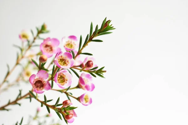 Flor Silvestre Nativa Australiana Pastel Rosa Geraldton Wax Cameleucium Uncinatum — Foto de Stock