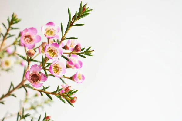 Australiano Nativo Fiore Selvatico Rosa Pastello Geraldton Cera Camaleonte Uncinatum — Foto Stock