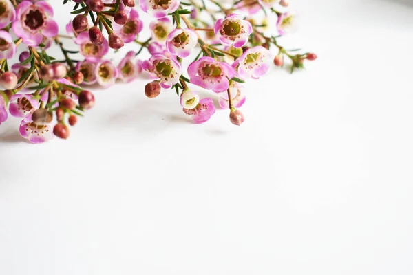 Australiano Nativo Fiore Selvatico Rosa Pastello Geraldton Cera Camaleonte Uncinatum — Foto Stock