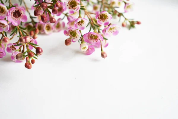 Australian native wild flower pastel pink Geraldton Wax chameleucium uncinatum isolated on white background, violet floral background, wedding decoration, springtime, botany