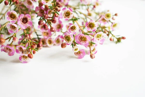 Avustralya yerlisi yabani çiçek pastel pembe Geraldton balmumu bukalemuncinatum beyaz arka planda izole edilmiş, mor çiçekli arka plan, düğün süslemesi, ilkbahar, botanik