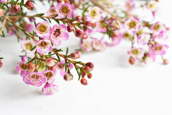 Avustralya yerlisi yabani çiçek pastel pembe Geraldton balmumu bukalemuncinatum beyaz arka planda izole edilmiş, mor çiçekli arka plan, düğün süslemesi, ilkbahar, botanik