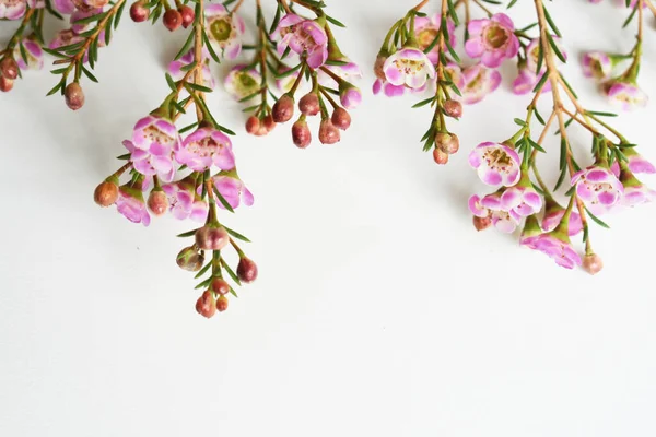 Avustralya yerlisi yabani çiçek pastel pembe Geraldton balmumu bukalemuncinatum beyaz arka planda izole edilmiş, mor çiçekli arka plan, düğün süslemesi, ilkbahar, botanik