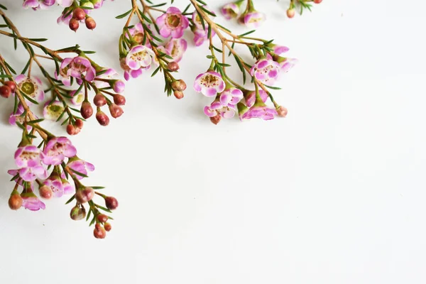 Avustralya yerlisi yabani çiçek pastel pembe Geraldton balmumu bukalemuncinatum beyaz arka planda izole edilmiş, mor çiçekli arka plan, düğün süslemesi, ilkbahar, botanik