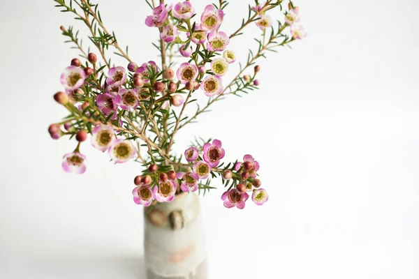 Australian native wild flower pastel pink Geraldton Wax chameleucium uncinatum isolated on white background, violet floral background, wedding decoration, springtime, botany