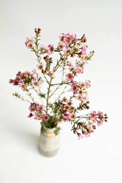 Avustralya yerlisi yabani çiçek pastel pembe Geraldton balmumu bukalemuncinatum beyaz arka planda izole edilmiş, mor çiçekli arka plan, düğün süslemesi, ilkbahar, botanik