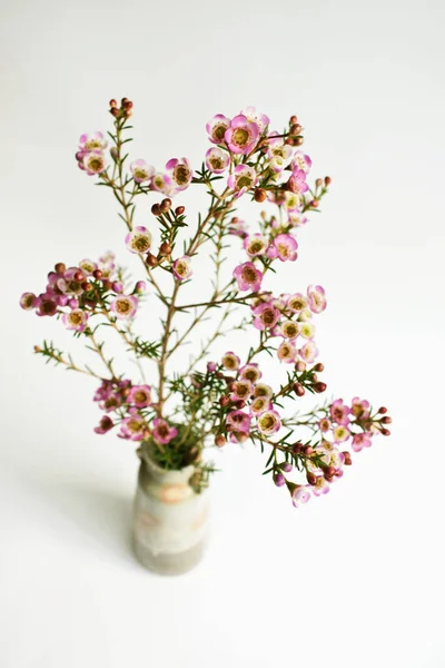 Australian native wild flower pastel pink Geraldton Wax chameleucium uncinatum isolated on white background, violet floral background, wedding decoration, springtime, botany