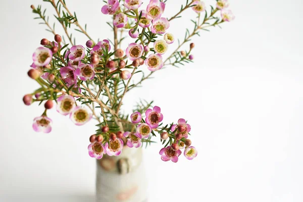 Avustralya yerlisi yabani çiçek pastel pembe Geraldton balmumu bukalemuncinatum beyaz arka planda izole edilmiş, mor çiçekli arka plan, düğün süslemesi, ilkbahar, botanik