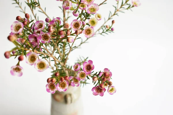 Avustralya yerlisi yabani çiçek pastel pembe Geraldton balmumu bukalemuncinatum beyaz arka planda izole edilmiş, mor çiçekli arka plan, düğün süslemesi, ilkbahar, botanik