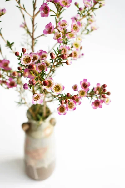 Avustralya yerlisi yabani çiçek pastel pembe Geraldton balmumu bukalemuncinatum beyaz arka planda izole edilmiş, mor çiçekli arka plan, düğün süslemesi, ilkbahar, botanik