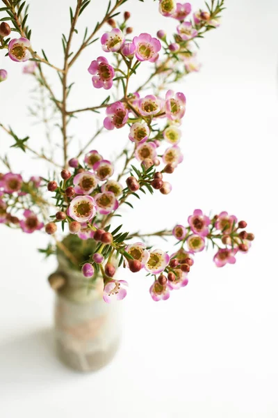 Avustralya yerlisi yabani çiçek pastel pembe Geraldton balmumu bukalemuncinatum beyaz arka planda izole edilmiş, mor çiçekli arka plan, düğün süslemesi, ilkbahar, botanik