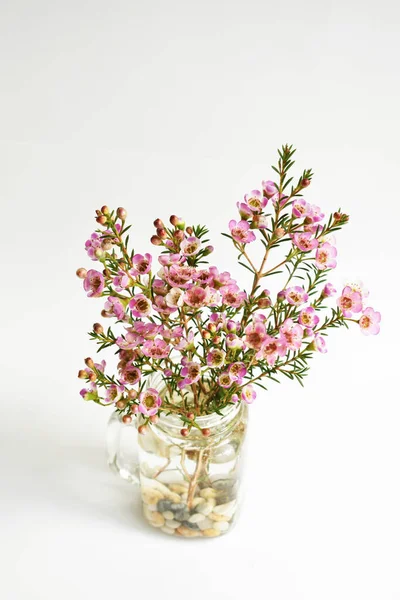 Australian native wild flower pastel pink Geraldton Wax chameleucium uncinatum isolated on white background, violet floral background, wedding decoration, springtime, botany