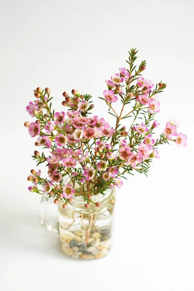 Avustralya yerlisi yabani çiçek pastel pembe Geraldton balmumu bukalemuncinatum beyaz arka planda izole edilmiş, mor çiçekli arka plan, düğün süslemesi, ilkbahar, botanik