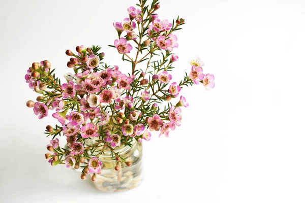 Australian native wild flower pastel pink Geraldton Wax chameleucium uncinatum isolated on white background, violet floral background, wedding decoration, springtime, botany