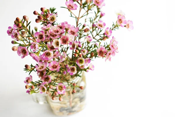 Avustralya yerlisi yabani çiçek pastel pembe Geraldton balmumu bukalemuncinatum beyaz arka planda izole edilmiş, mor çiçekli arka plan, düğün süslemesi, ilkbahar, botanik