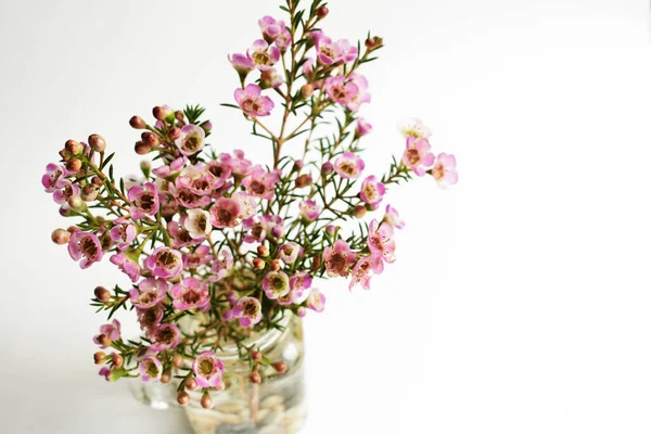 Australian native wild flower pastel pink Geraldton Wax chameleucium uncinatum isolated on white background, violet floral background, wedding decoration, springtime, botany