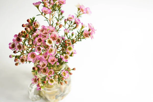 Avustralya yerlisi yabani çiçek pastel pembe Geraldton balmumu bukalemuncinatum beyaz arka planda izole edilmiş, mor çiçekli arka plan, düğün süslemesi, ilkbahar, botanik